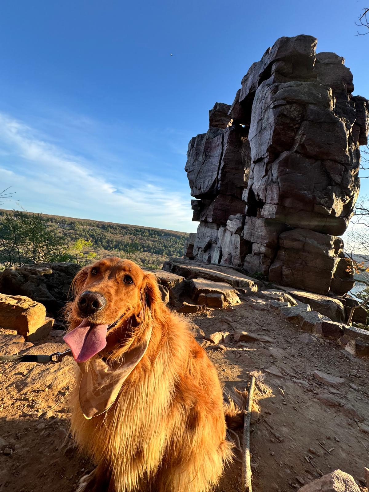 Dog Wynter posing on Devils Lake hike